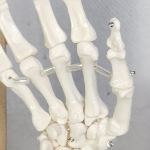 Human Hand Articulated Joint Model on Base - Picture 9 of 16